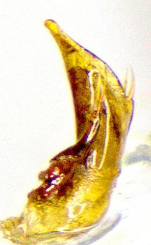 Trechus distinctus